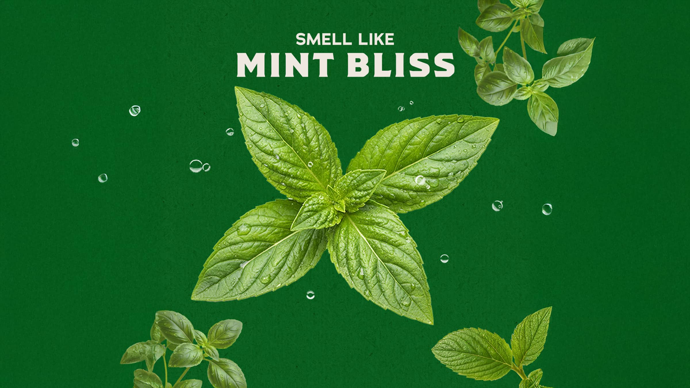 Spearmint Basil - Image 3